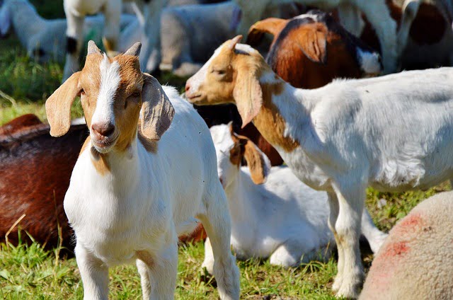 Membangun Fondasi Kokoh: Pentingnya Manajemen Usaha Kambing